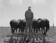 Disc drawn by seven horses used in the cornfields of California, Tulare County, California, 1937. Creator: Dorothea Lange