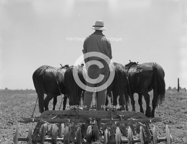 Disc drawn by seven horses used in the cornfields of California, Tulare County, California, 1937. Creator: Dorothea Lange.