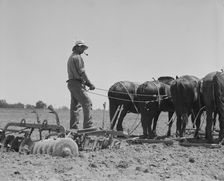 Disc drawn by seven horses used in the cornfields of California, Tulare County, California, 1937. Creator: Dorothea Lange