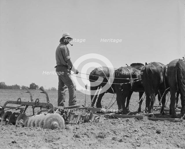 Disc drawn by seven horses used in the cornfields of California, Tulare County, California, 1937. Creator: Dorothea Lange.