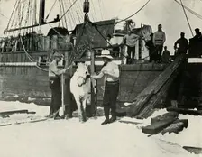 Disembarking the Ponies c1910–1913, (1913). Artist: Herbert Ponting