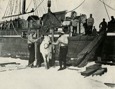 Disembarking the Ponies c1910–1913, (1913). Artist: Herbert Ponting