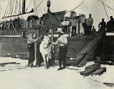 Disembarking the Ponies c1910–1913, (1913). Artist: Herbert Ponting