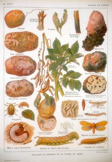 Diseases of the potato, c1920. Creator: Unknown