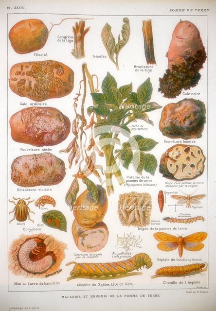 Diseases of the potato, c1920. Creator: Unknown.