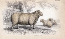 Dishley (New Leicester) Ram, c1840