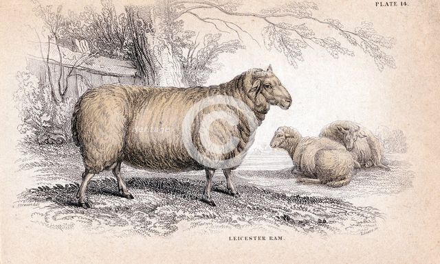 Dishley (New Leicester) Ram, c1840. Artist: Unknown