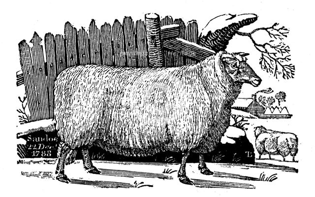 Dishley (New Leicester) sheep, 1811. Artist: Unknown