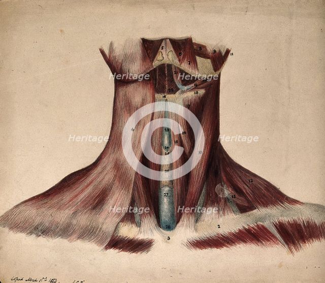 Dissection of the back of the neck, 1854/03/16. Creator: J.C. Whishaw.