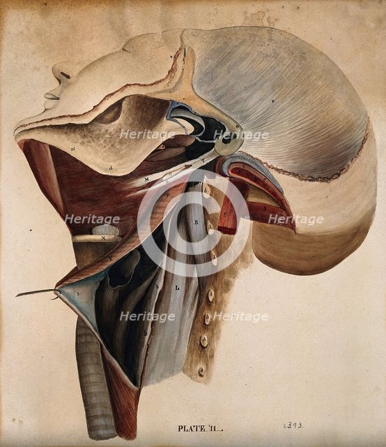 Dissection of the neck, 1800-1899. Creator: Unknown.