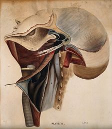 Dissection of the neck, 1800-1899. Creator: Unknown