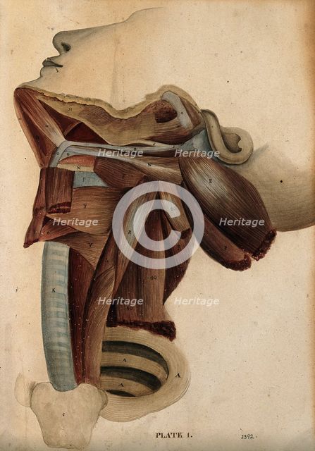 Dissection of the neck, 1800-1899. Creator: Unknown.