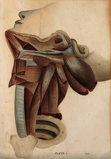 Dissection of the neck, 1800-1899. Creator: Unknown