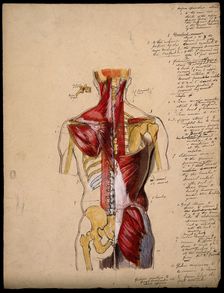 Dissection of the trunk: back view, showing the bones and muscles, with a detail..., 1800-1899. Creator: Unknown