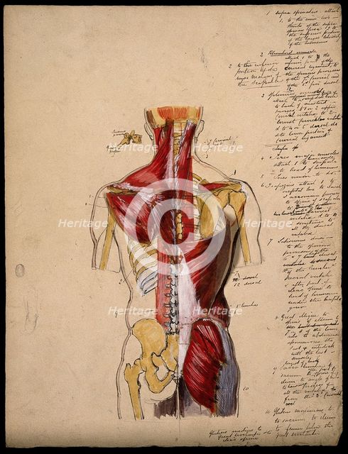 Dissection of the trunk: back view, showing the bones and muscles, with a detail..., 1800-1899. Creator: Unknown.