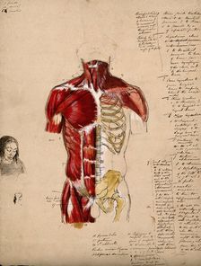 Dissection of the trunk: front view, showing the bones and muscles, with a small..., 1800-1899. Creator: Unknown
