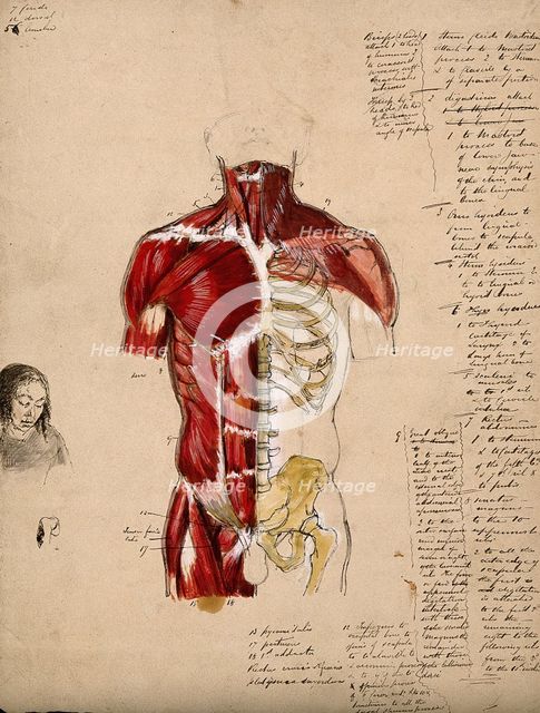 Dissection of the trunk: front view, showing the bones and muscles, with a small..., 1800-1899. Creator: Unknown.