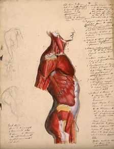 Dissection of the trunk: side view, showing the bones and muscles, with small pencil..., 1800-1899. Creator: Unknown