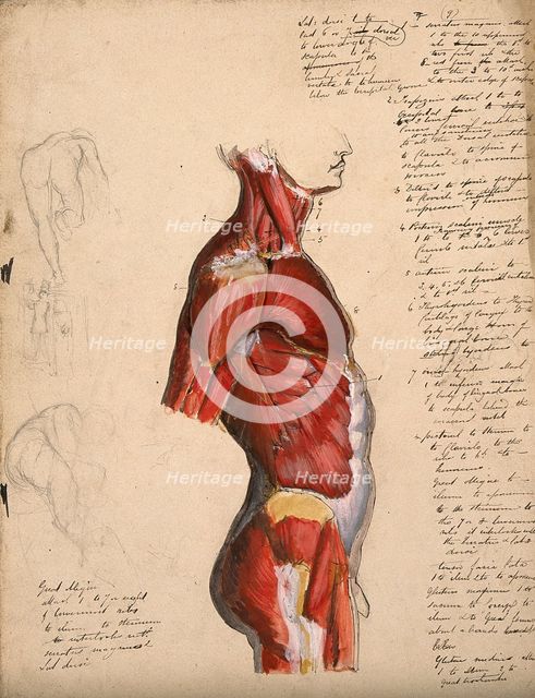 Dissection of the trunk: side view, showing the bones and muscles, with small pencil..., 1800-1899. Creator: Unknown.