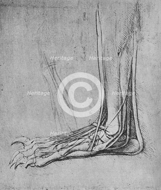 'Dissection of a Bear's Foot to the Left', c1480 (1945). Artist: Leonardo da Vinci.