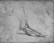 Dissection of a Bear's Foot to the Right c1480 (1945). Artist: Leonardo da Vinci