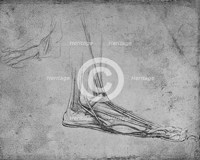 'Dissection of a Bear's Foot to the Right', c1480 (1945). Artist: Leonardo da Vinci.