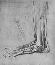 Dissection of a Bear's Foot to the Left c1480 (1945). Artist: Leonardo da Vinci