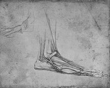 Dissection of a Bear's Foot to the Right c1480 (1945). Artist: Leonardo da Vinci