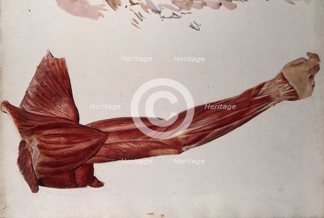 Dissection showing the muscles of the arm and shoulder, back view, (1833?). Creator: Johann Conrad Zeller.