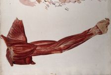 Dissection showing the muscles of the arm and shoulder, back view, (1833?). Creator: Johann Conrad Zeller