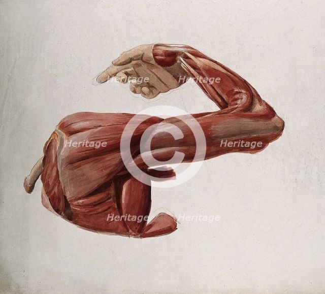 Dissection showing the muscles of the arm and shoulder, back view, with elbow and wrist..., (1833?). Creator: Johann Conrad Zeller.