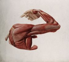Dissection showing the muscles of the arm and shoulder, back view, with elbow and wrist..., (1833?). Creator: Johann Conrad Zeller