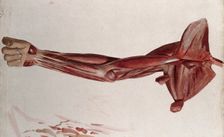 Dissection showing the muscles of the arm and shoulder, front view, (1833?). Creator: Johann Conrad Zeller