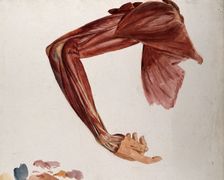 Dissection showing the muscles of the arm and shoulder, front view, with elbow and wrist... (1833?). Creator: Johann Conrad Zeller