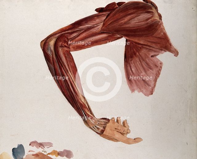 Dissection showing the muscles of the arm and shoulder, front view, with elbow and wrist... (1833?). Creator: Johann Conrad Zeller.