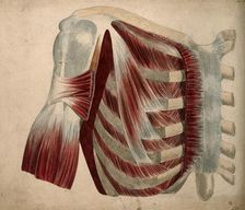 Dissection showing the muscles and bones of the chest and shoulder, 1852-1854. Creator: J.C. Whishaw