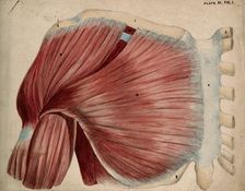 Dissection showing the shoulder and chest muscles: view of the pectoral and the..., 1852-1854. Creator: J.C. Whishaw