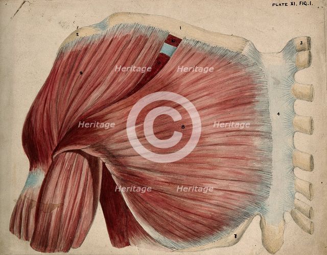 Dissection showing the shoulder and chest muscles: view of the pectoral and the..., 1852-1854. Creator: J.C. Whishaw.