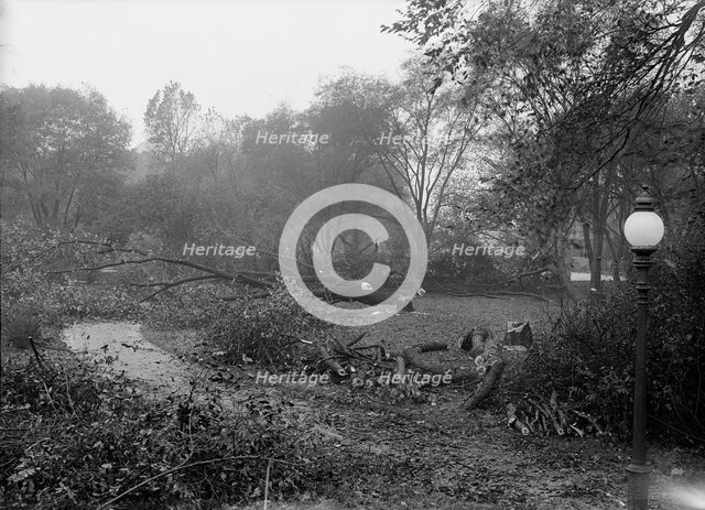 District of Columbia Parks - Cutting Trees On Mall Sites For War Buildings, 1917. Creator: Harris & Ewing.