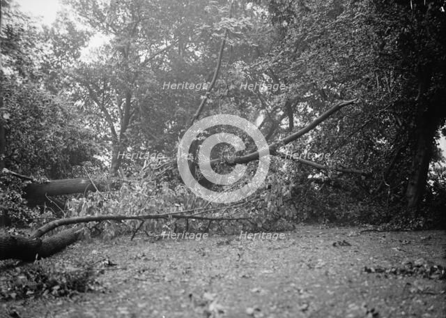 District of Columbia Parks Effects of Storm, 1913. Creator: Harris & Ewing.