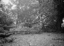 District of Columbia Parks Effects of Storm, 1913. Creator: Harris & Ewing