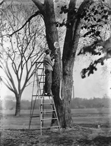 District of Columbia Parks - Tree Surgery, 1911. Creator: Harris & Ewing