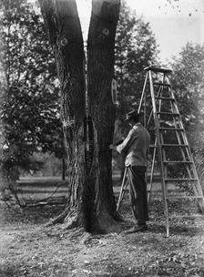 District of Columbia Parks - Tree Surgery, 1911. Creator: Harris & Ewing