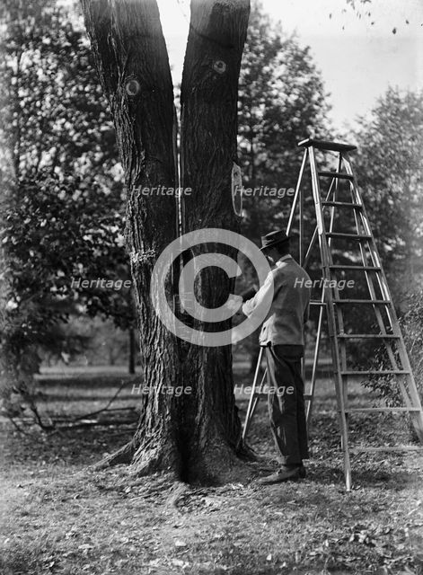 District of Columbia Parks - Tree Surgery, 1911. Creator: Harris & Ewing.