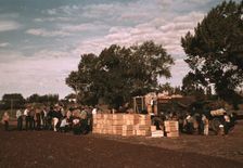 Distributing surplus commodities, St. Johns, Ariz., 1940. Creator: Russell Lee