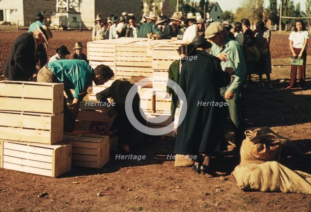 Distributing surplus commodities, St. Johns, Ariz., 1940. Creator: Russell Lee.