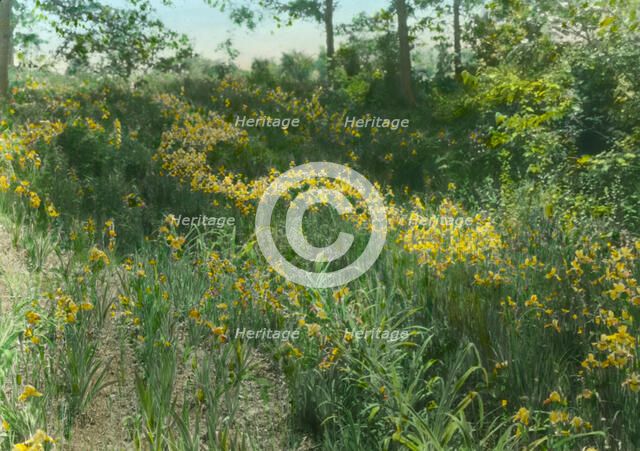 Dr. Charles William Richardson house, Chevy Chase, Washington, D.C., c1921. Creator: Frances Benjamin Johnston.