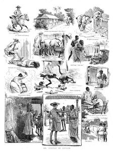 'Dr. Syntax in Ceylon 1890. Creator: Unknown