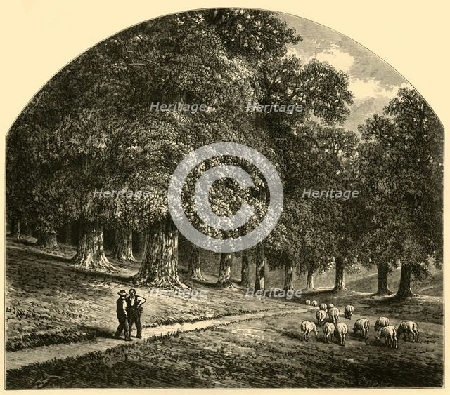 'Druid-Hill Park', 1874.  Creator: John Filmer.
