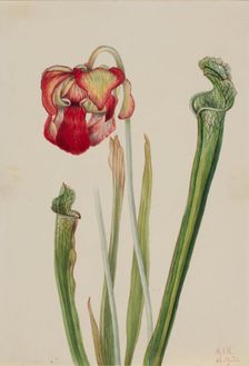 Drummond Pitcherplant (Sarracenia drummondii), 1921. Creator: Mary Vaux Walcott